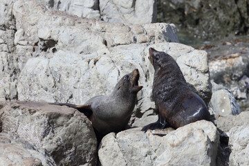 Fototapeta premium Neuseeländischer Seebär / New Zealand fur seal / Arctocephalus forsteri.