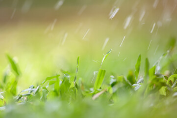 Drops of dew on green grass. Select focus and blurred background.Green nature background concep