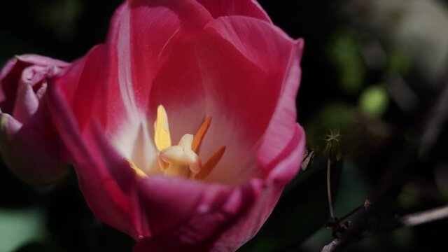 a pink tulip in spring garden close up