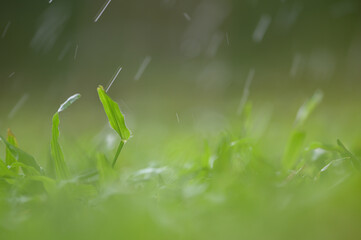 Drops of dew on green grass. Select focus and blurred background.Green nature background concep
