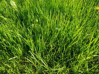 Background of green grass close-up. Green grass texture