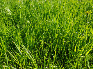 Green grass background. Green grass texture
