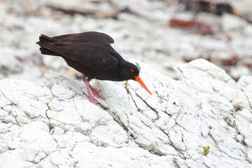 Neuseeländischer Austernfischer / Variable oystercatcher / Haematopus unicolor