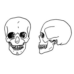 Vector hand drawn illustration of a human skull in two proections. Sketch. Medical illustration of a skeletal system
