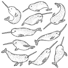 Narwhals wildlife vector illustration © missbobbit
