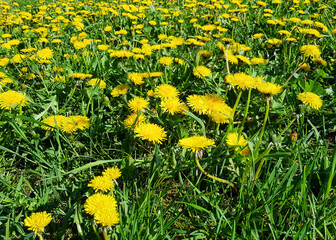 Background of dandelions of the family Taraxacum officinale close-up. A field dotted with dandelions. Dandelion officinalis