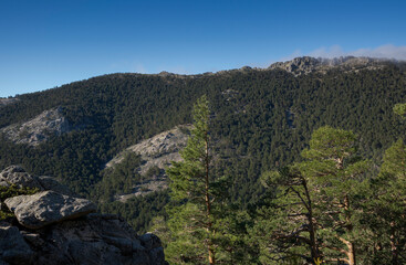 Fototapeta premium Forest of Scots pine tree, Pinus sylvestris. Photo taken in Guadarrama Mountains National Park, province of Madrid, Spain