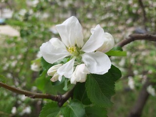 apple tree blossom, tree, nature, green, spring, leaves, sky, trees, branch, leaf, forest, flower, summer, branches, white, plant, blossom, blue, foliage, natural, sun