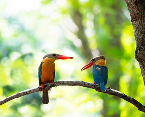 Stork - billed kingfisher