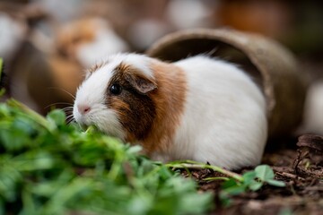 Ein braun-weißes Meerschweinchen frisst Gras