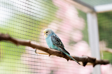 Ein blau gelber Wellensittich sitzt auf der Stange in der Voliere