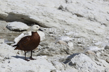 Paradieskasarka / Paradise shelduck / Tadorna variegata