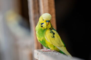 Ein grün gelber Wellensittich schaut in die Kamera