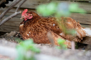 Ein glückliches Huhn liegt im Gras