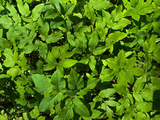 Background of the Corchorus shrub close-up. Sprouts of a young Jute bush