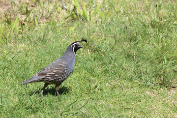 Schopfwachtel / California quail or California valley quail / Callipepla californica