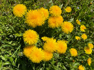 Background of dandelions of the family Taraxacum officinale close-up. A field dotted with dandelions. Dandelion officinalis