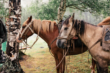 two horses are standing in the woods