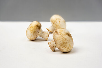 Champignons mushrooms on a  white gray background with a free copy for text