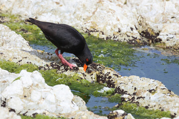 Neuseeländischer Austernfischer / Variable oystercatcher / Haematopus unicolor