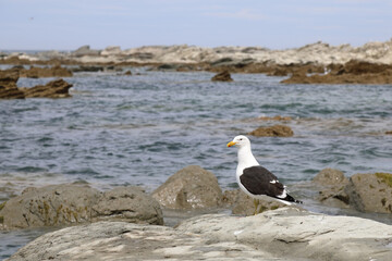 Dominikanermöwe / Southern black-backed gull / Larus dominicanus