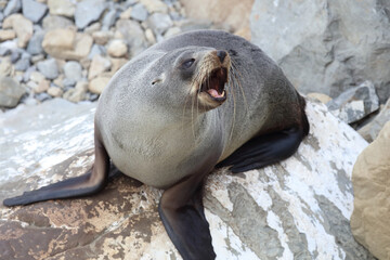 Neuseeländischer Seebär / New Zealand fur seal / Arctocephalus forsteri