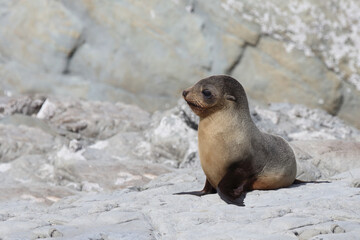 Neuseeländischer Seebär / New Zealand fur seal / Arctocephalus forsteri.