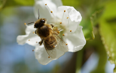 Biene in Apfelblüte