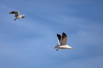 Rotschnabelmöwe und Dominikanermöwe / Red-billed and Southern black-backed gull / Larus scopulinus et Larus dominicanus.