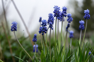 Obraz premium flowers in the garden