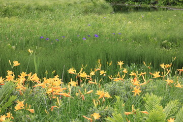 ７月の尾瀬の風景。雨の降る湿原。湿原に咲き乱れるニッコウキスゲ。