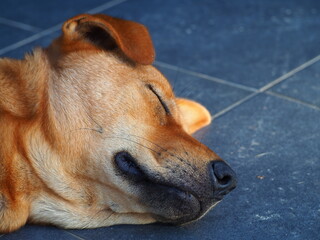 Thai brown dog sleeping. Smiling sleep dog.