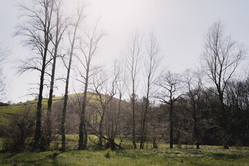 leafless trees in the middle of fields