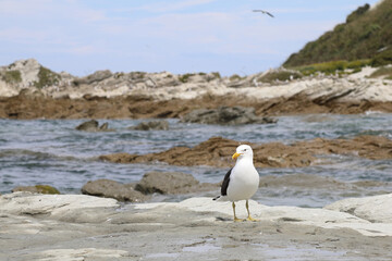 Dominikanermöwe / Southern black-backed gull / Larus dominicanus