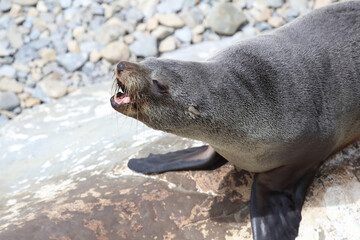 Naklejka premium Neuseeländischer Seebär / New Zealand fur seal / Arctocephalus forsteri