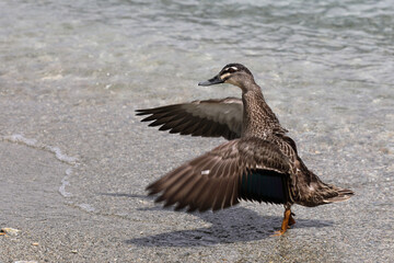 Stockente / Mallard / Anas platyrhynchos..