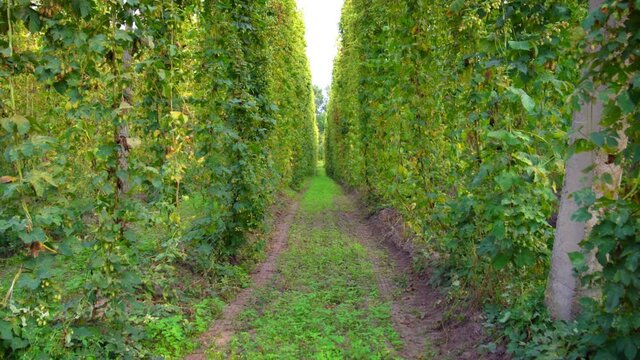 On hop plantation. Movement between the rows on technical track