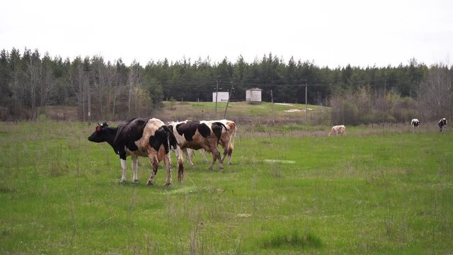 grazing cows in the field defecate