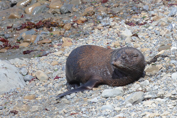 Neuseeländischer Seebär / New Zealand fur seal / Arctocephalus forsteri