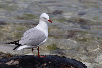 Rotschnabelmöwe / Red-billed gull / Larus scopulinus..