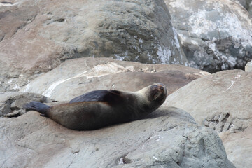 Neuseeländischer Seebär / New Zealand fur seal / Arctocephalus forsteri