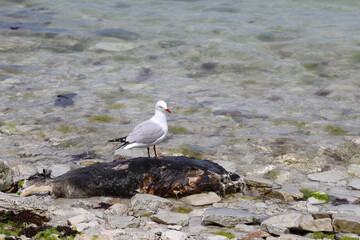 Rotschnabelmöwe / Red-billed gull / Larus scopulinus..