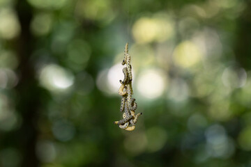 Pieris brassicae larvae