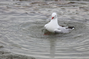 Rotschnabelmöwe / Red-billed gull / Larus scopulinus
