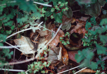 snail in the forest sliding down dry brown leaf