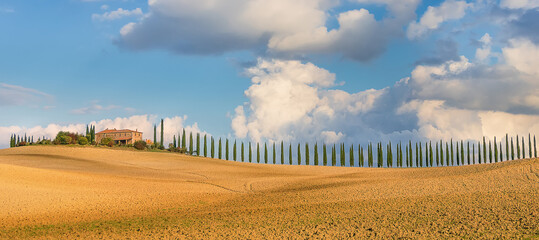 Typical Italian farmland with cypress alley and wheat and barley fields in Siena, Tuscany. Italy