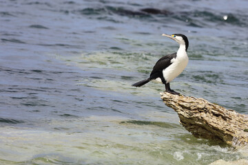 Elsterscharbe / Australian pied cormorant / Phalacrocorax varius