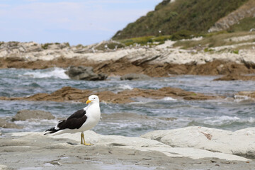 Dominikanermöwe / Southern black-backed gull / Larus dominicanus
