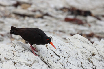 Neuseeländischer Austernfischer / Variable oystercatcher / Haematopus unicolor