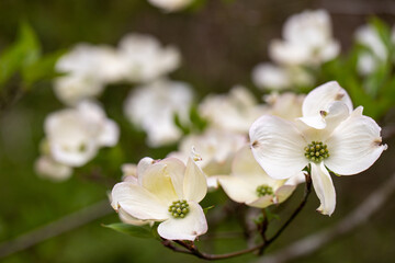 wild dogwood blossoms flowers in southern maryland forest conservation nature area in spring...